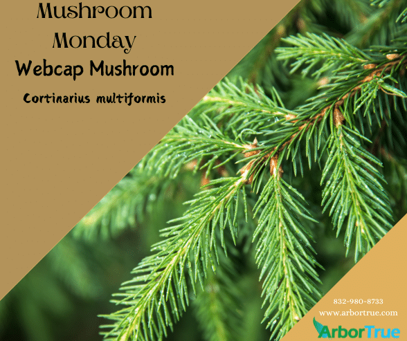 Mushroom Monday Webcap Mushroom Corinarius multiformis