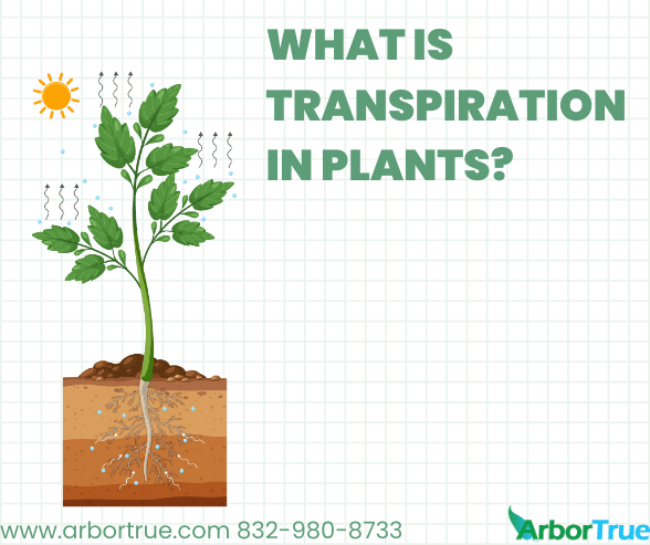 What is Transpiration in Plants