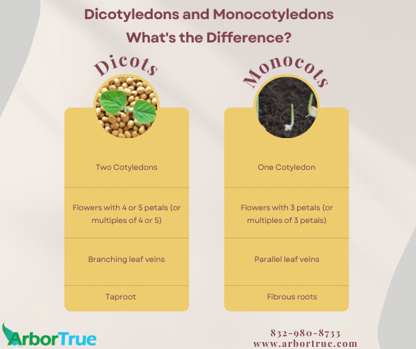 Dicotyledons and Monocotyledons - What's the Difference