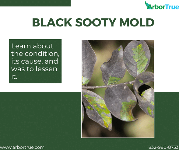 Black Sooty Mold