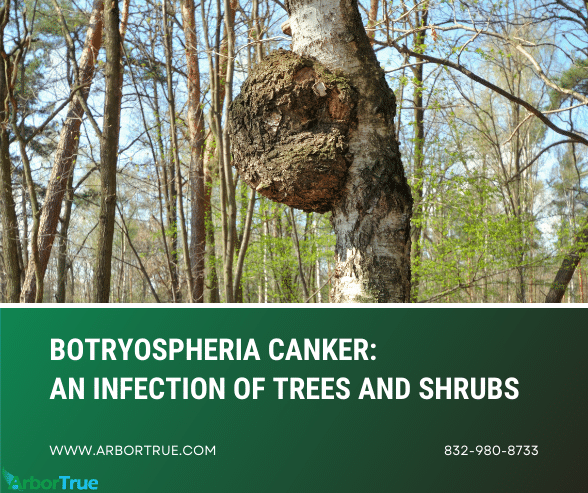 Botryosphaeria Canker An Infection of Trees and Shrubs