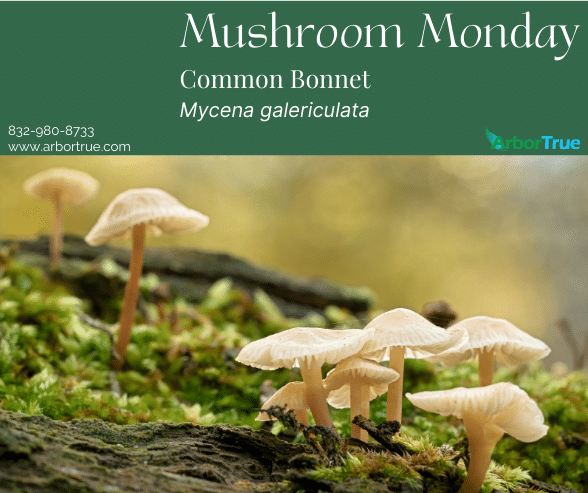 Mushroom Monday Common Bonnet Mycena gelericulata