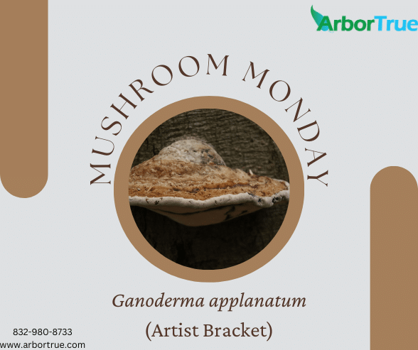 Mushroom Monday Ganoderma applanatum (Artist Bracket)