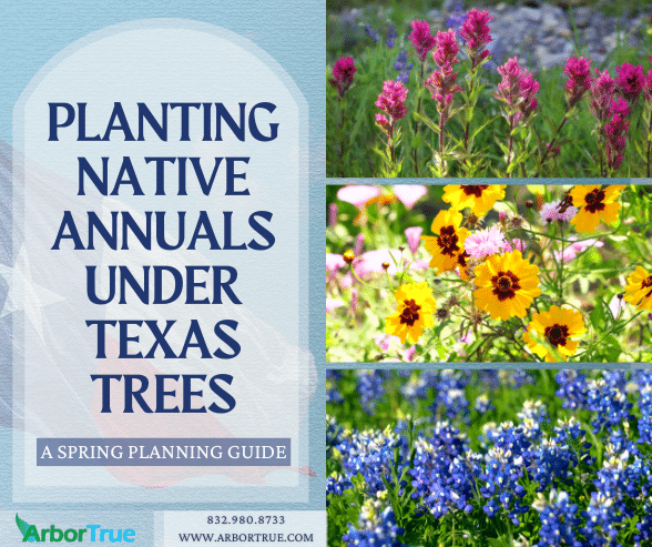 Planting Native Annuals Under Texas Trees: A Spring Planning Guide