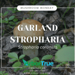 Mushroom Monday Garland Stropharia (Stropharia coronilla)