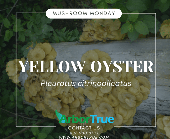 Mushroom Monday Yellow Oyster Pleurotus Citrinopileatus (1)