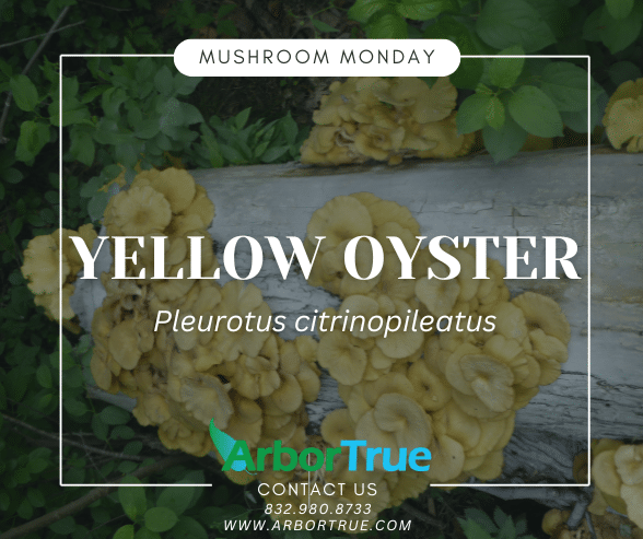 Mushroom Monday Yellow Oyster Pleurotus Citrinopileatus (1)