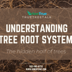 Understanding Tree Root Systems The Hidden Half of Trees