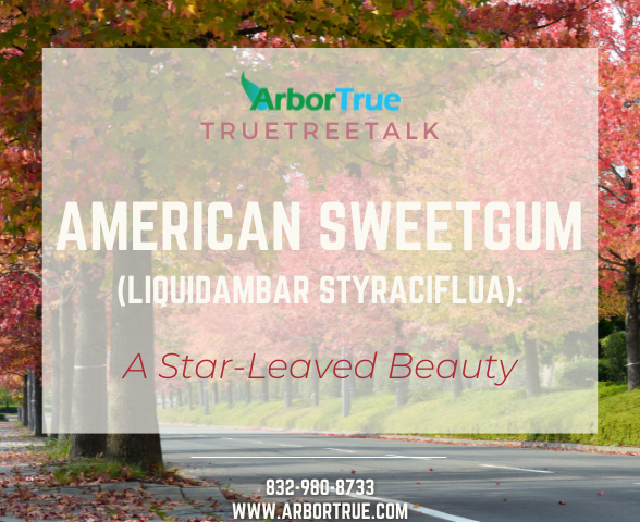 American Sweetgum (Liquidambar Styraciflua) A Star-Leaved Beauty