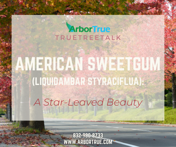 American Sweetgum (Liquidambar Styraciflua) A Star-Leaved Beauty