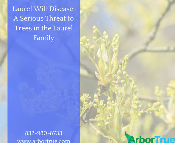Laurel Wilt Disease A Serious Threat to Trees in the Laurel Family
