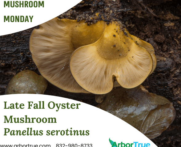Mushroom Monday Late Fall Oyster Mushroom (Panellus serotinus)