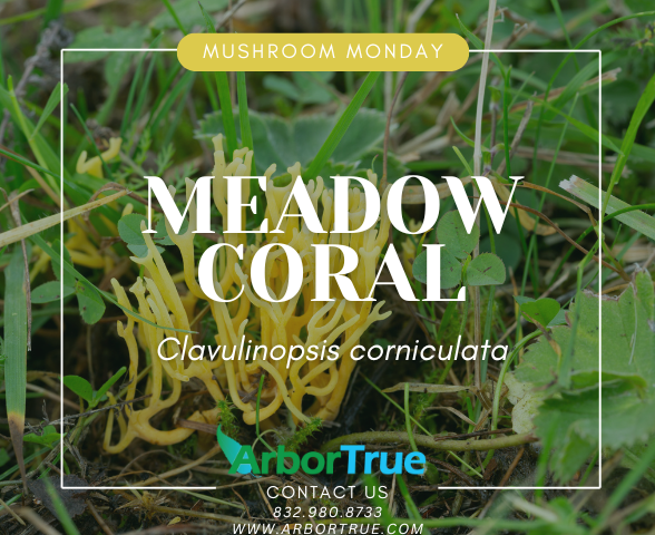 Mushroom Monday Meadow Coral (Clavulinopsis corniculata)