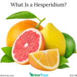 What Is a Hesperidium