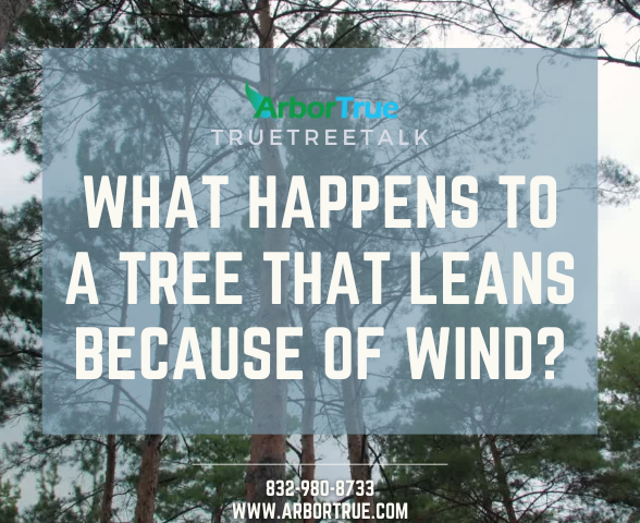 What happens to a tree that leans because of wind