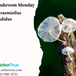 Mushroom Monday Marasmiellus candidus