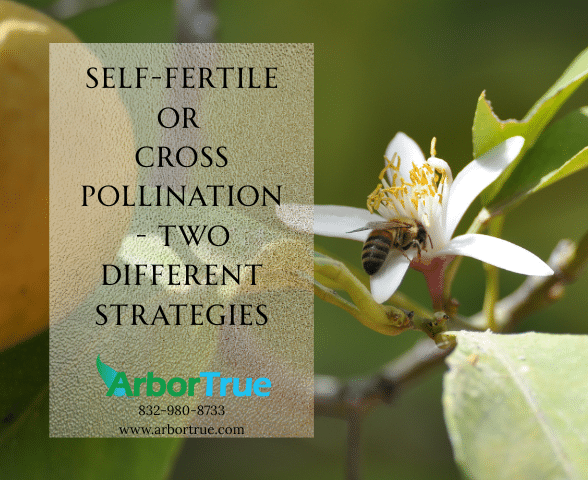 Self-Fertile or Cross Pollination - Two Different Strategies