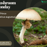 Mushroom Monday The Prince (Agaricus agustus)